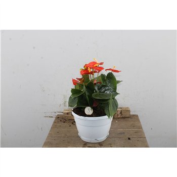 Anthurium andr  mix 3 colours Anthu An Mix 8+ 45cm 20cm Q479