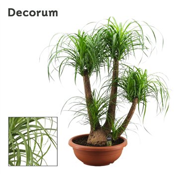 Nolina Beaucarnea recurvata branched 55cm bowl Decorum 130cm 55cm Q727