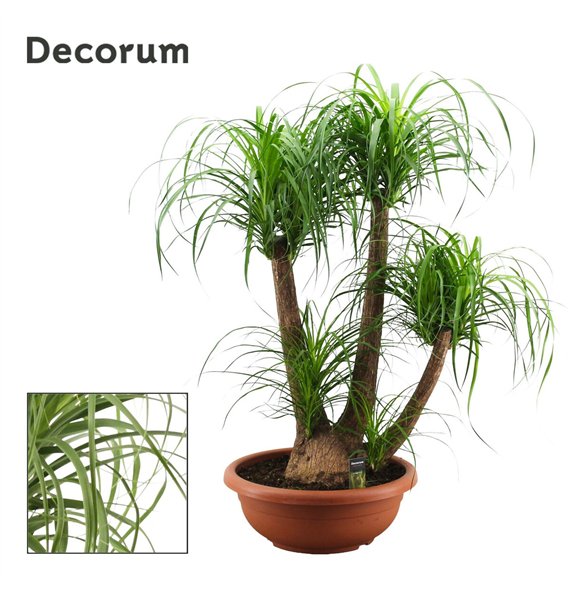 Nolina Beaucarnea recurvata branched 55cm bowl Decorum 130cm 55cm Q727