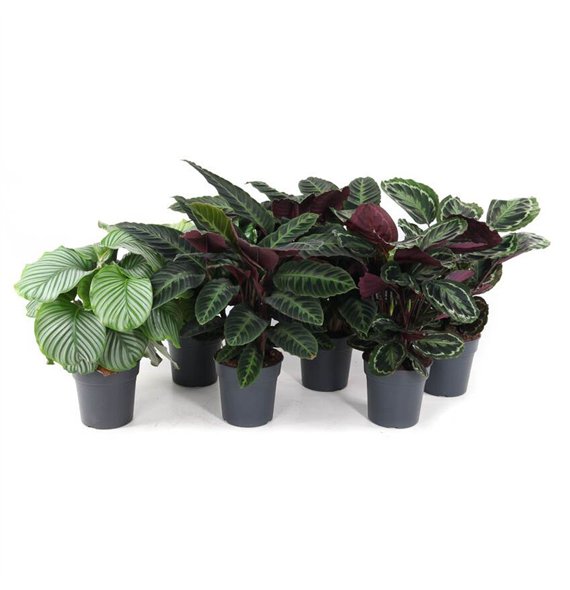 Kalateja mix Mix 24cm 1 pp 70cm 24cm Q936