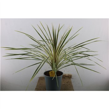 Cordyline variegata 100cm 24cm Q1221