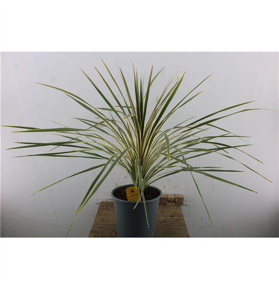 Cordyline variegata 100cm 24cm Q1221