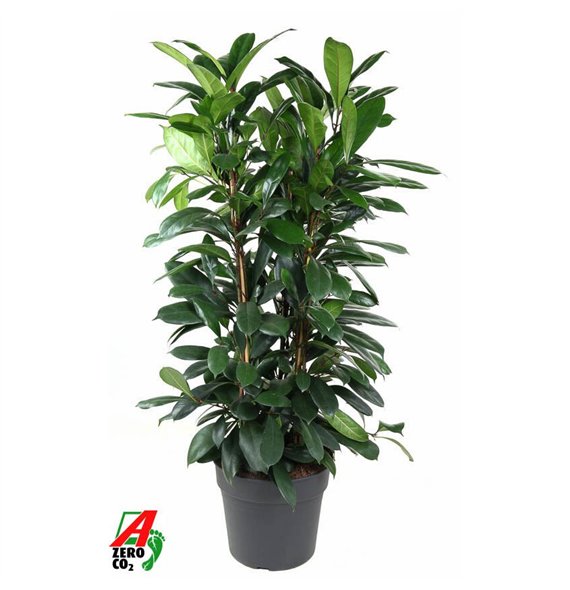 Fikus cyathistipula Cyatistipula 3PP P343 pp 140cm 34cm Q1768