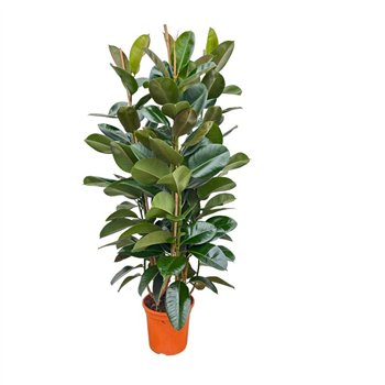 Fikus elastica robusta Elastica Robusta toef - 150cm 3PP 3 pp 130cm 27cm Q1844