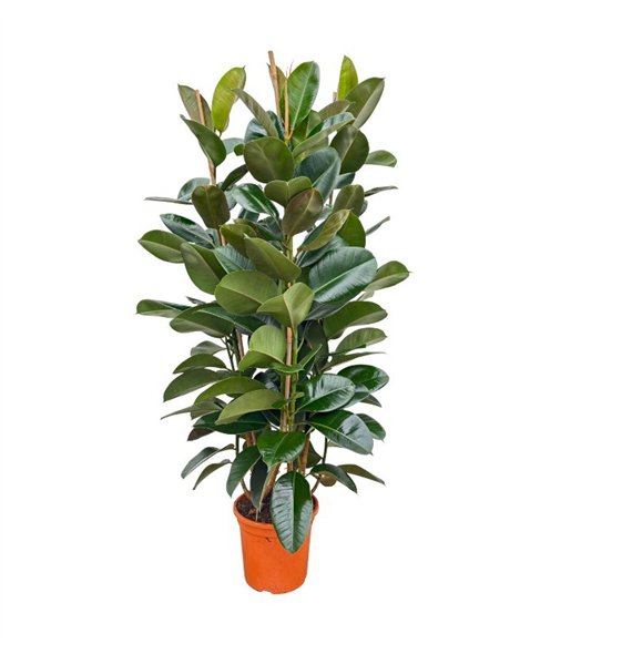 Fikus elastica robusta Elastica Robusta toef - 150cm 3PP 3 pp 130cm 27cm Q1844