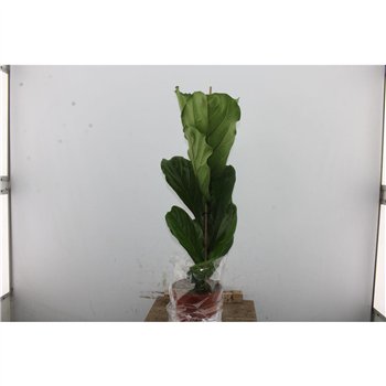 Fikus lyrata 105cm 21cm Q1865