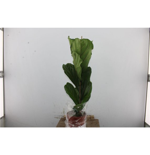 Fikus lyrata 105cm 21cm Q1865
