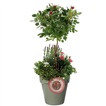 Nasad gardenplants MTG-MD-02 My Tiny Garden Mothers day 6 pp 80cm 29cm Q1877