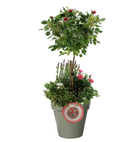 Nasad gardenplants MTG-MD-02 My Tiny Garden Mothers day 6 pp 80cm 29cm Q1877
