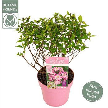 Deutzia Prettistars Pink Cloud 40cm 19cm Q1964