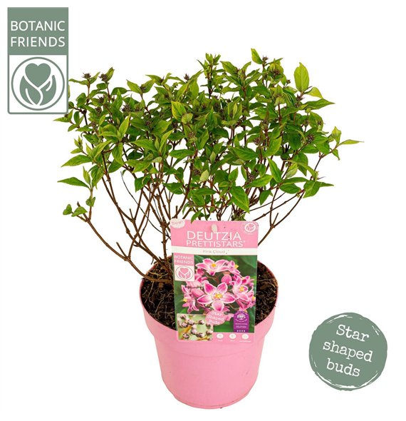 Deutzia Prettistars Pink Cloud 40cm 19cm Q1964