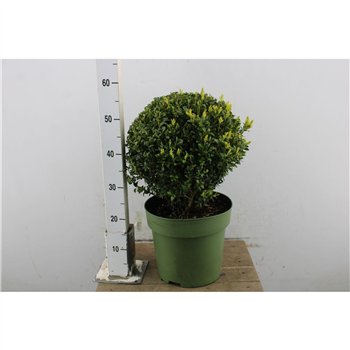 Buxus sempervirens Sempervirens Ball 48cm 48cm 27cm Q690