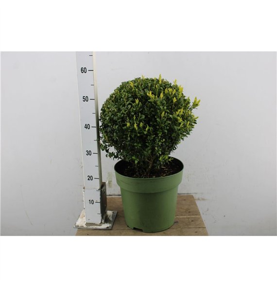 Buxus sempervirens Sempervirens Ball 48cm 48cm 27cm Q690