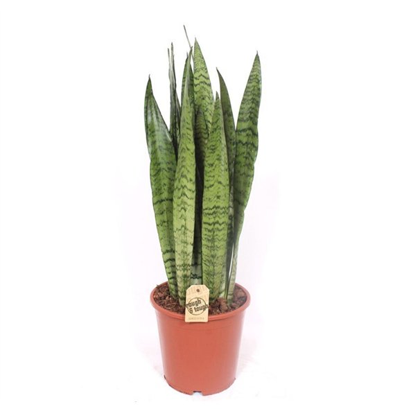 Taščin jezik - Sanseveria zeylanica 75cm 21cm Q795