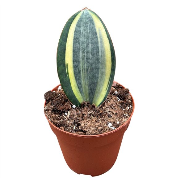 Taščin jezik - Sanseveria Masoniana 1 pp 20cm 14cm Q891