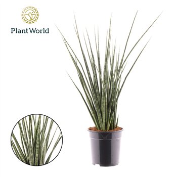 Taščin jezik - Sanseveria Digitorum 70cm 19cm Q896