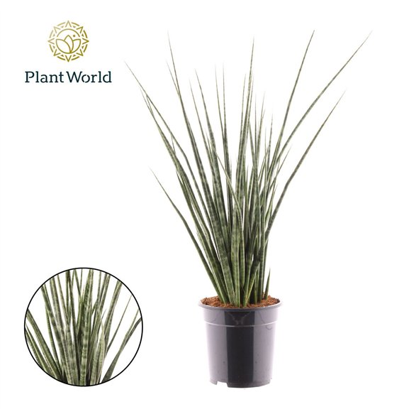 Taščin jezik - Sanseveria Digitorum 70cm 19cm Q896