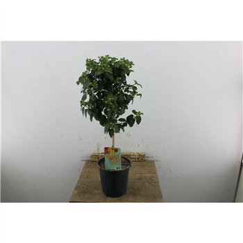 Lantana camara simon orange Orange 70cm 19cm Q964