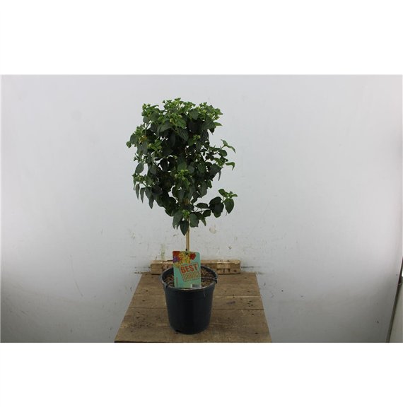 Lantana camara simon orange Orange 70cm 19cm Q964