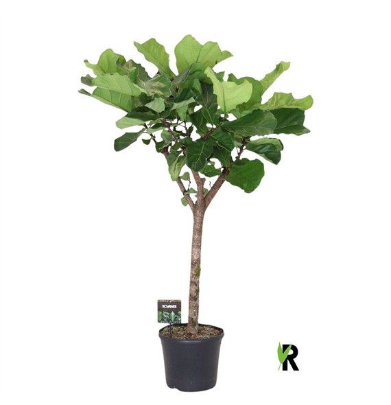 Fikus lyrata Lyrata on stem 1 pp 170cm 35cm Q1709
