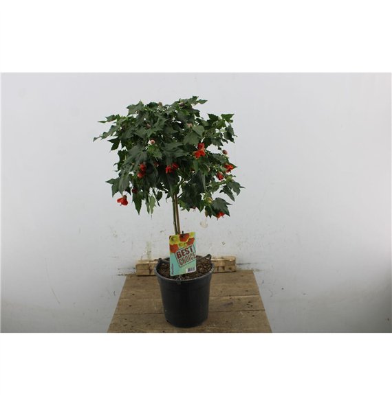Abutilon 70cm 19cm Q1915