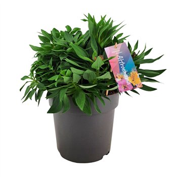 Alstroemeria Inticancha Doba p21 45cm 21cm Q1929