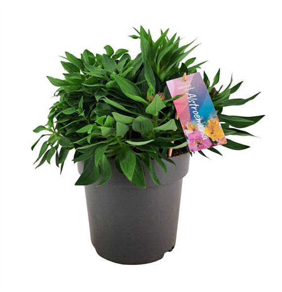 Alstroemeria Inticancha Doba p21 45cm 21cm Q1929