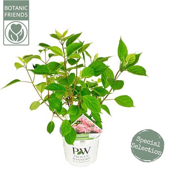 Hortenzija arborescens ar  Ruby Annabelle ® 45cm 19cm Q1960