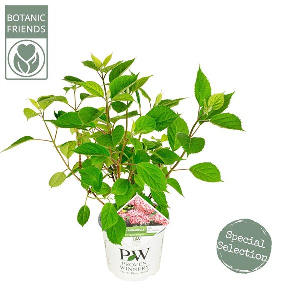 Hortenzija arborescens ar  Ruby Annabelle ® 45cm 19cm Q1960