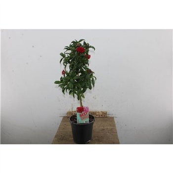 Pentas lanceolata 70cm 19cm Q1976