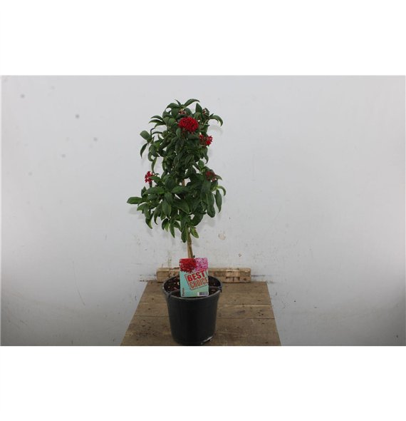 Pentas lanceolata 70cm 19cm Q1976