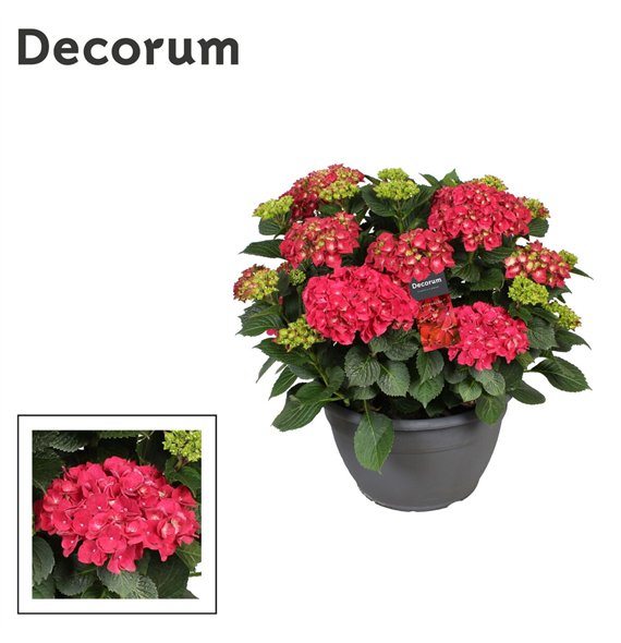 Hortenzija macr  mix rood (Decorum)25 fl 50cm 30cm Q1981