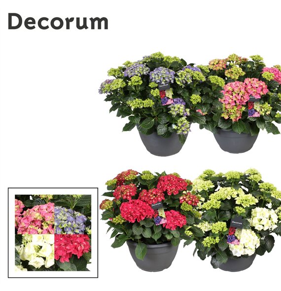 Hortenzija macr  mix (Decorum)25 fl 50cm 30cm Q1982