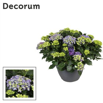 Hortenzija macr  mix blauw (Decorum)25 fl 50cm 30cm Q1983