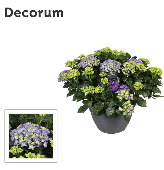 Hortenzija macr  mix blauw (Decorum)25 fl 50cm 30cm Q1983