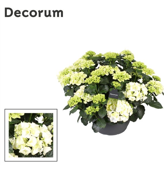 Hortenzija macr  mix wit (Decorum)25 fl 50cm 30cm Q1984