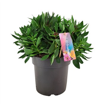 Alstroemeria inticancha dark purple Inticancha Dark Purple p21 45cm 21cm Q1992