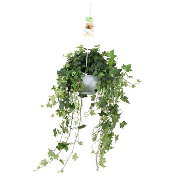 Hedera pittsburgh helix Pitsburg - hanging XXL100 cm 17 pp 70cm 17cm Q2077