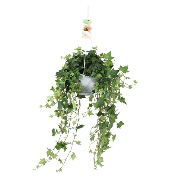 Hedera pittsburgh helix Pitsburg - hanging XXL100 cm 17 pp 70cm 17cm Q2077