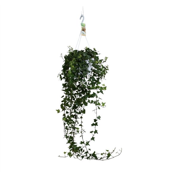 Hedera anna helix Anna - hanging XXL100 cm 17 pp 80cm 17cm Q2078