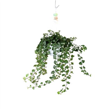 Hedera helix wonder Wonder - hanging XXL90 99 cm 17 pp 80cm 17cm Q2101