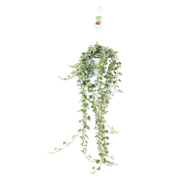 Hedera helix white wonder White Wonder - hanging XXL110 cm 17 pp 80cm 17cm Q2107