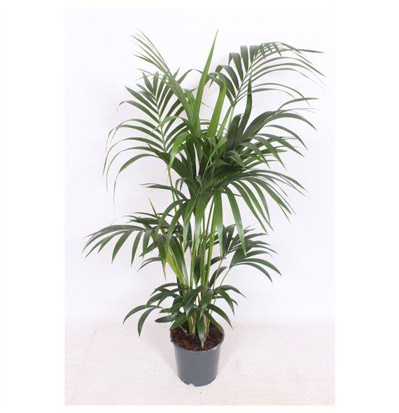 Palma Hovea forsteriana forsteriana6 pp 160cm 24cm Q2128