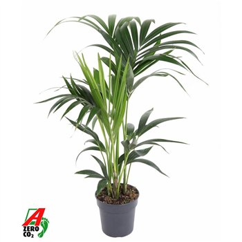 Palma Hovea forsteriana Forsteriana4 pp 80cm 17cm Q2129