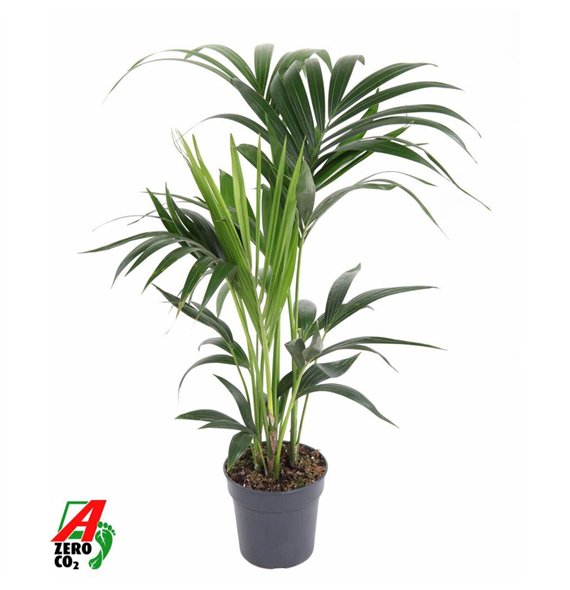 Palma Hovea forsteriana Forsteriana4 pp 80cm 17cm Q2129