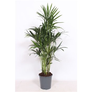 Palma Hovea forsteriana 10 v loncu10 pp 120cm 27cm Q2131