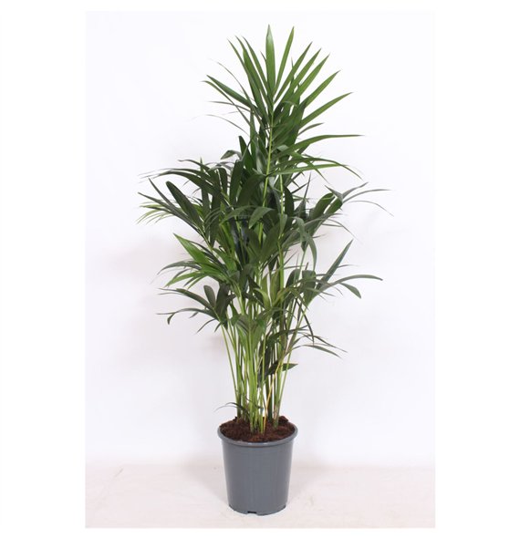 Palma Hovea forsteriana 10 v loncu10 pp 120cm 27cm Q2131