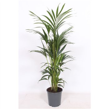 Palma Hovea forsteriana 6 v loncu6 pp 130cm 24cm Q2132