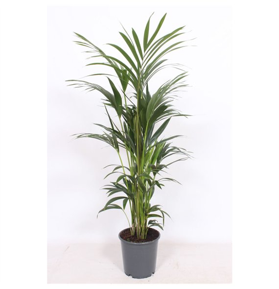 Palma Hovea forsteriana 6 v loncu6 pp 130cm 24cm Q2132