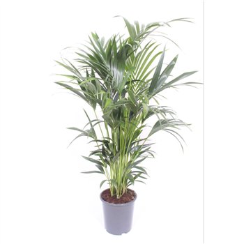 Palma Hovea forsteriana 10 v loncu10 pp 200cm 27cm Q2136